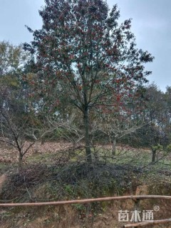 15公分红果冬青