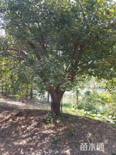 25公分嫁接银杏