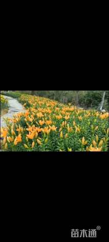 高度50厘米堆心菊