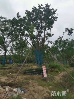 140公分(6杆)丛生乌桕