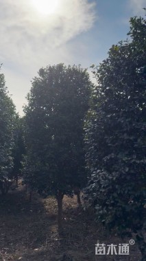 高度350厘米茶梅