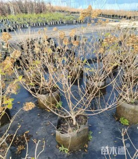 高度50厘米圆锥绣球