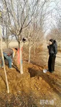 10公分北美海棠