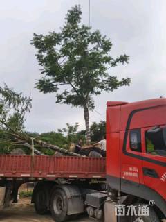 35公分凤凰木