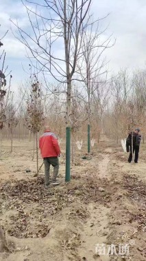 13公分美国红枫