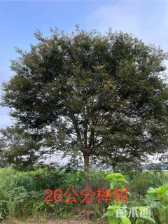 26公分榉树