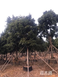 13公分海南红豆