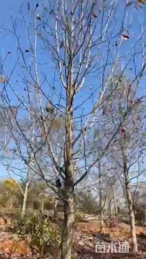 34公分二乔玉兰