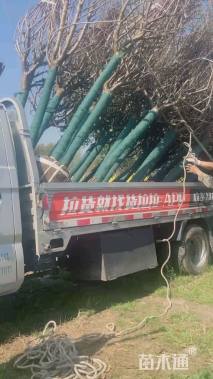 10公分日本晚樱