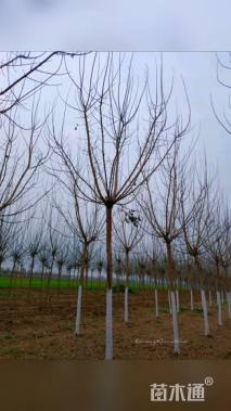 8公分金叶复叶槭