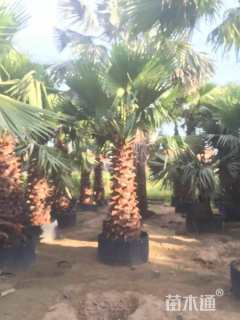 250厘米华盛顿棕榈