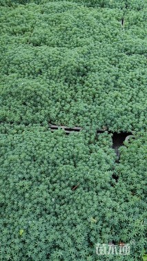 高度3厘米中华景天