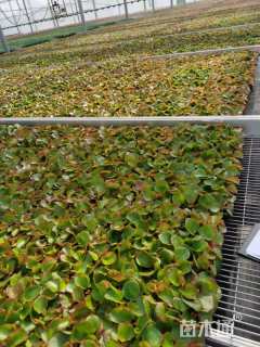 高度20厘米比哥海棠