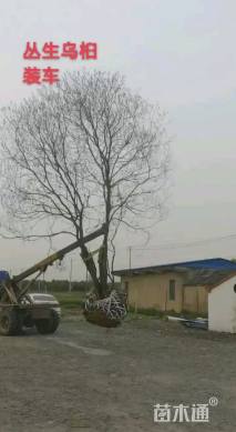 50公分丛生乌桕