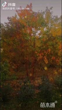 40公分丛生乌桕