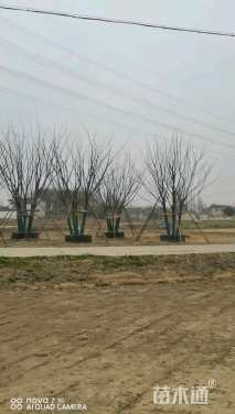 75公分丛生朴树