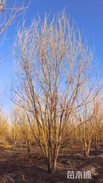 高度5000厘米丛生金枝槐