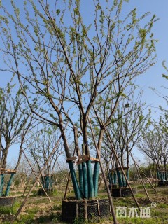 40公分丛生朴树