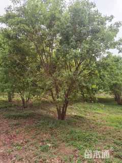 高度500厘米丛生元宝枫