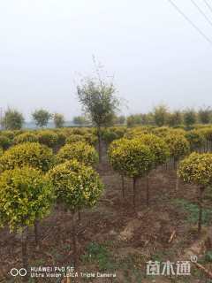 8公分造型金叶榆