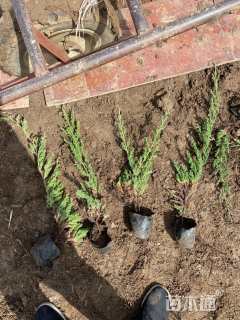 高度45厘米铺地柏