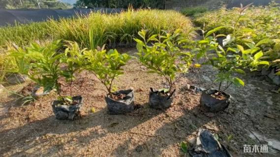 高度20厘米鸳鸯茉莉