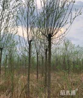 10公分柳树