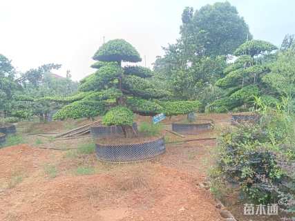 断根苗造型罗汉松