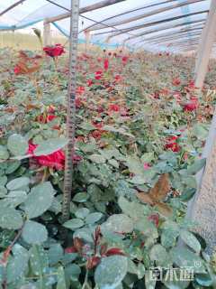 高度25厘米大花月季