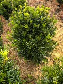 冠幅60厘米罗汉松球