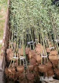 高度300厘米花斑竹