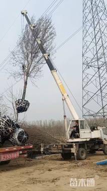 12公分美国红枫