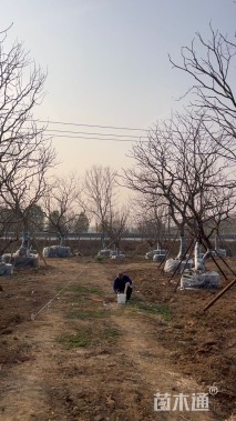 50公分(3杆)丛生乌桕