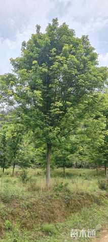 15公分美国红枫