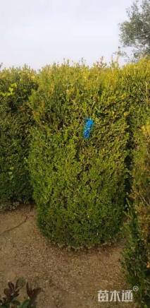 高度160厘米瓜子黄杨