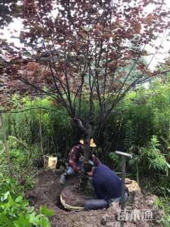 15公分紫叶加拿大紫荆