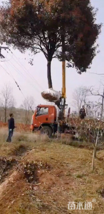 18公分高杆红叶石楠