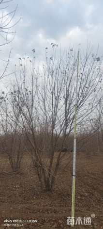 高度500厘米丛生五角枫