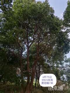 60公分丛生香樟