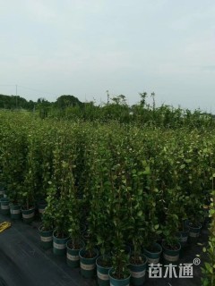 主蔓长80厘米络石