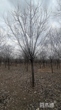 15公分绚丽海棠