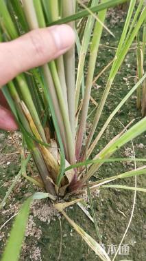 高度80厘米蒲苇