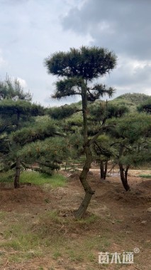 15公分造型黑松