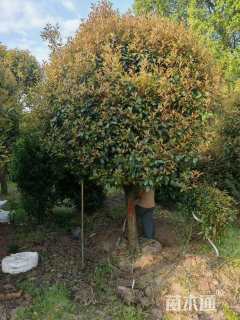 10公分红叶石楠