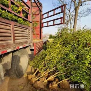 高度150厘米黄杨