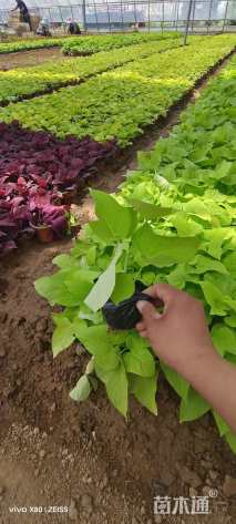 高度20厘米番薯