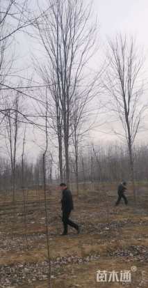 20公分美国红枫