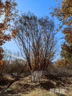 高度700厘米丛生五角枫