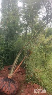 高度3000厘米金弹子