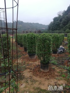 高度150厘米欧洲月季